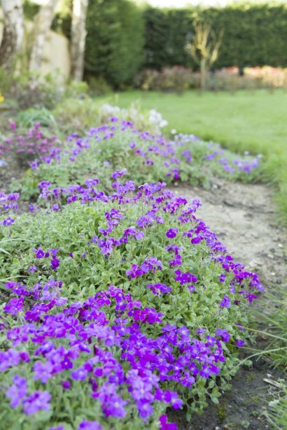 Обрієта Каскад Пурпл в ландшафті